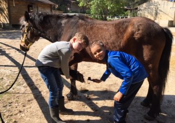 Médiation cheval durant les vacances de Toussaint