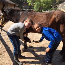 Médiation cheval durant les vacances de Toussaint